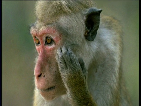 斯里兰卡Polonnaruwa，一只母无尾猕猴在挠她的红脸视频素材