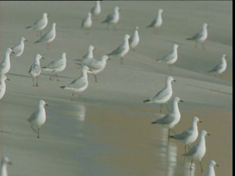 一群银鸥漫步在沙滩上，鲨鱼湾，西澳大利亚视频素材