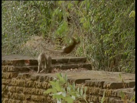 小托克猕猴在波隆纳鲁瓦废墟中的树上玩耍视频素材