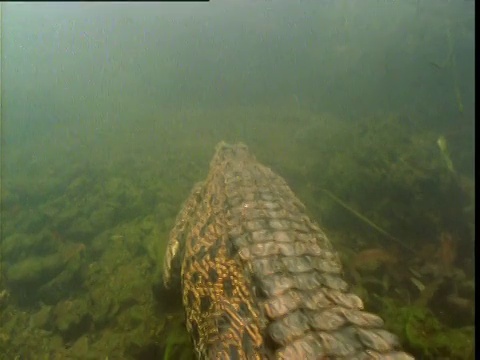 咸水鳄鱼游泳在水坑，北领地，澳大利亚视频素材