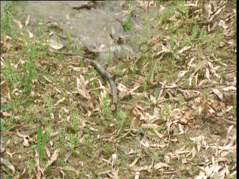 穆雷河的洪水涌入澳大利亚维多利亚州的巴尔马森林视频素材