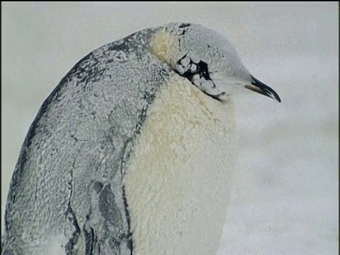 在南极的冬天，帝企鹅被冰雪覆盖视频素材