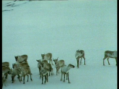 驯鹿逃离雪崩，驯鹿逃命时，雪隆隆地从山上滚下来视频素材