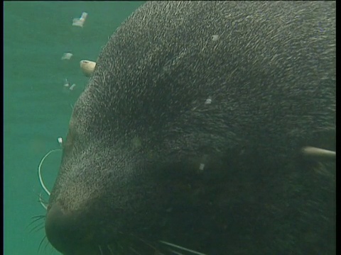 海狗头朝水面，眼睛里冒着泡泡视频素材