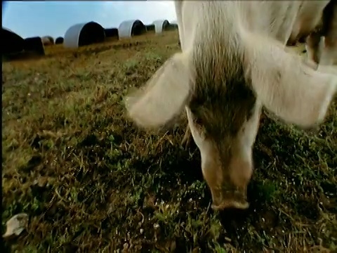 在英国田野里觅食的猪视频素材