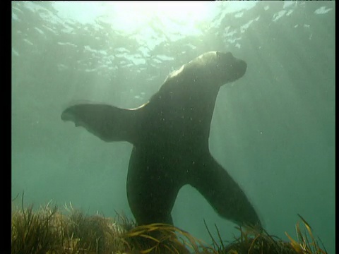 新西兰海狮在浅滩上漂流并检查相机视频素材