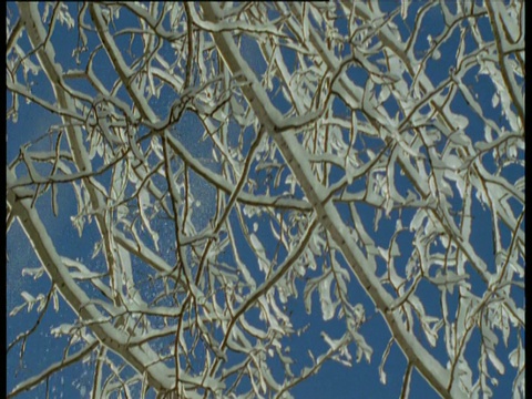 潘就在白雪覆盖的树枝下，映衬着蓝天，加拿大视频素材