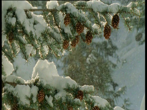 加拿大，松树的树枝被雪覆盖视频素材