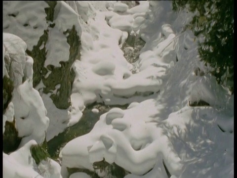 沿着雪水向上倾斜到针叶林视频素材