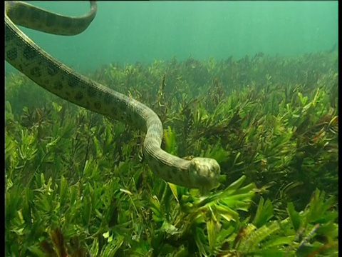 西澳大利亚鲨鱼湾，海蛇游泳并检查摄像机视频素材