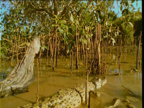 小咸水鳄在澳大利亚昆士兰浅滩红树林沼泽中快速游动视频素材