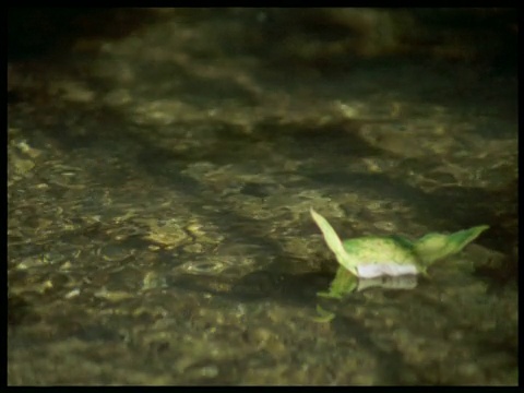 叶子掉进水里，顺流而下，德文郡视频素材