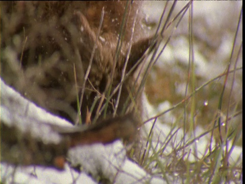 塔斯马尼亚岛摇篮山，小袋鼠在雪地里吃草视频素材