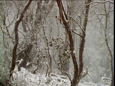 塔斯马尼亚岛摇篮山的桉树间飘落着雪花视频素材