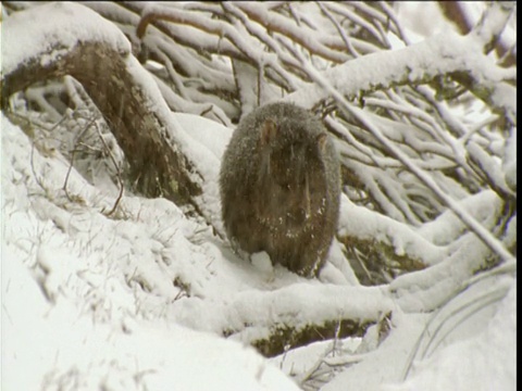 塔斯马尼亚摇篮山，普通袋熊在雪地里吃草视频素材