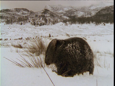 塔斯马尼亚摇篮山，普通袋熊在雪地里吃草视频素材