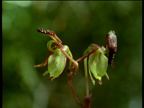 蜜蜂兰花打开视频素材