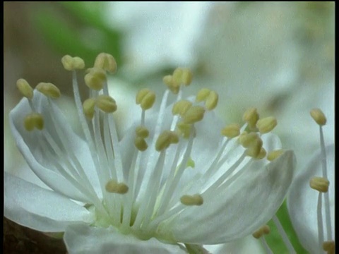 白色的李子花开了视频素材