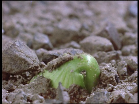 植物从土壤中生长，英国视频素材