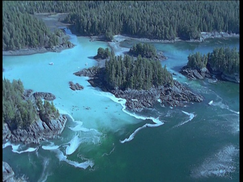 阿拉斯加锡特卡，沿海岸地区，海水因太平洋鲱鱼产卵而变白视频素材