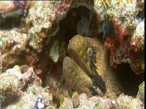 蒙面海鳗(Gymnothorax breedeni)撤退到珊瑚中。视频素材