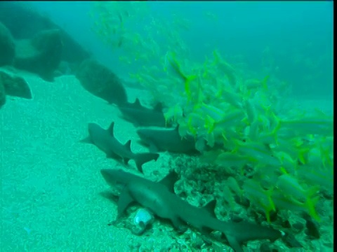 浅滩的墨西哥山羊鱼(Mulloidichthys dentatus)，缩小显示白鳍鲨休息在浅滩，科科斯岛，哥斯达黎加视频素材