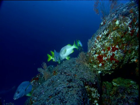 哥斯达黎加Cocos岛，Sailfin grouper (Mycteroperca olfax)游出珊瑚礁，白鳍鲨游过一群黄尾呼噜鱼视频素材