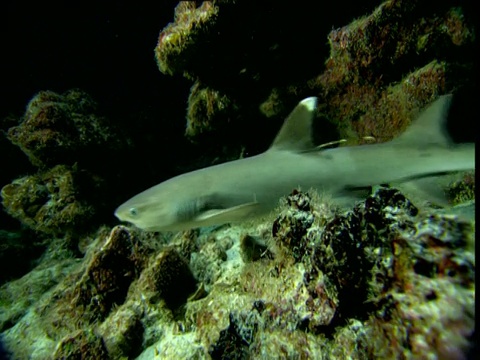 哥斯达黎加科科斯岛，红刺龙虾(Panulirus penicillatus)试图避开白鳍鲨，一只鲨鱼撞到了相机视频素材