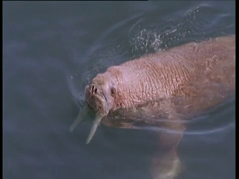 海象浮出水面呼吸，然后潜入水中游走视频素材