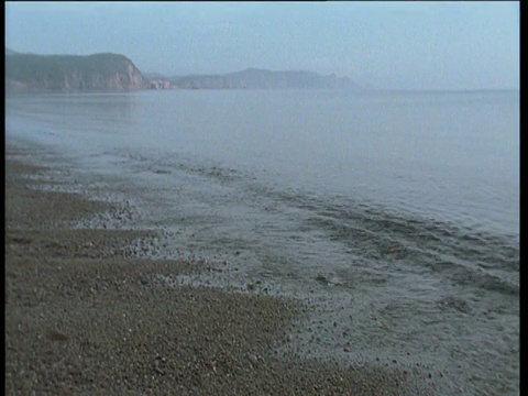 阿拉斯加，在海浪中产卵的毛鳞鱼在海滩上拍打着翅膀视频素材