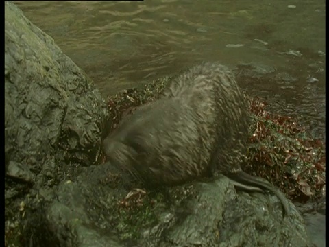 南极海豹岛，小海狗爬上岩石走向摄像机视频素材