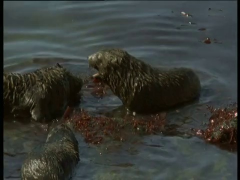 南极海豹岛，海豹宝宝在水中嬉戏视频素材