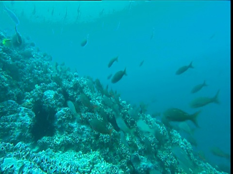 在哥斯达黎加科科斯岛，Barberfish (Heniochus nigrirostris)游在太平洋克理奥尔鱼(Paranthias colonus)的鱼群之间视频素材