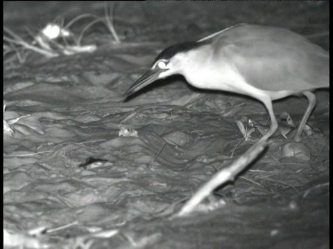 澳大利亚蟹岛，南京夜鹭(Nycticorax caledonicus)捕捉小海龟并摇动它视频素材