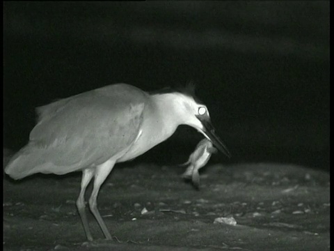 澳大利亚蟹岛，南京夜鹭(Nycticorax caledonicus)摇晃小海龟，然后轻轻一跳就把它整个吞下去视频素材