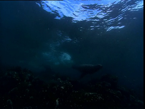 海浪冲过摄像机，加拉帕戈斯海狮在海浪前游泳，加拉帕戈斯视频素材