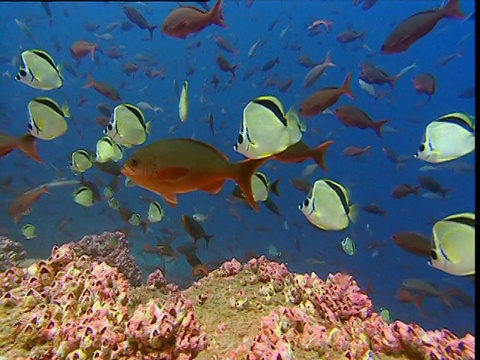 在加拉帕戈斯群岛，一群Barberfish (Heniochus nigrirostris)和太平洋克里奥尔鱼(Paranthias colonus)逆流而上视频素材