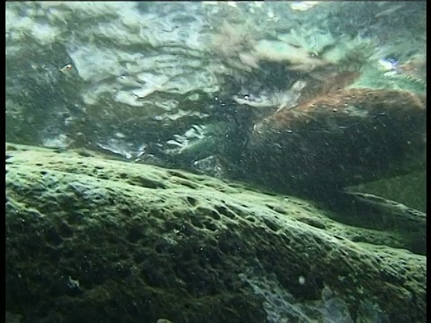 加拉帕戈斯群岛，海鬣蜥在海面游泳，爬上岩石视频素材