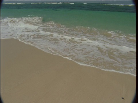 在巴厘岛，海龟幼崽们蹦蹦跳跳地奔向海滩，冲进海浪中视频素材