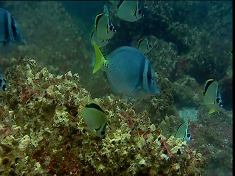 Barberfish (Heniochus nigrirostris)，太平洋克理奥尔鱼(Paranthias colonus)和黄尾锯鳐游过加拉帕戈斯群岛的珊瑚礁视频素材