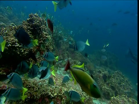 各种各样的鱼，包括红尾triggerfish (Xanthichthys mento)，太平洋克里奥尔鱼(Paranthias colonus)， bannerfish (Heniochus nigrirostris)和摩尔人的idol游过珊瑚礁，加拉帕戈斯群岛视频素材