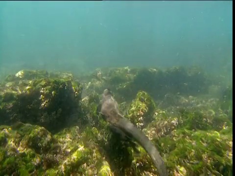 加拉帕戈斯群岛，海鬣蜥远离镜头视频素材