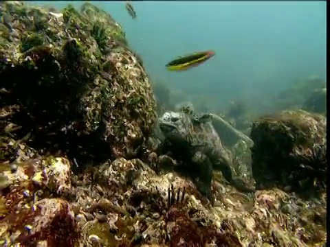 在加拉帕戈斯群岛，彩虹濑鱼(海鬣蜥)在海鬣蜥面前游泳视频素材