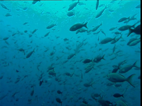 太平洋克理奥尔鱼(Paranthias colonus)的大鱼群，扇贝锤头鲨游过背景，加拉帕戈斯视频素材