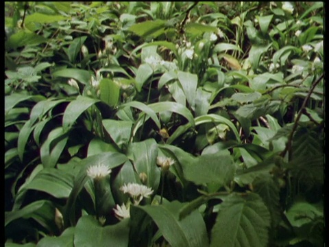 野生的蒜花在春天的林地里开放。视频素材