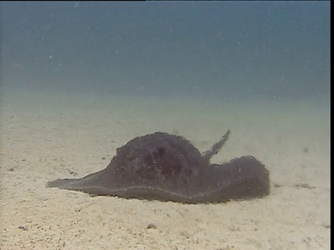 哥斯达黎加科科斯岛，云石鳐(Taeniura meyeni)透过雾霾躺在海床上视频素材