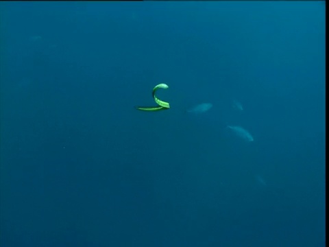 巴拿马，海蛇游离镜头视频素材