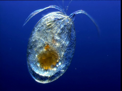 半透明的浮游生物,百慕大视频素材