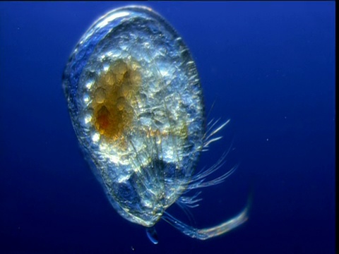 半透明的浮游生物,百慕大视频素材