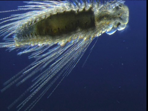 带刺的浮游生物,百慕大视频素材